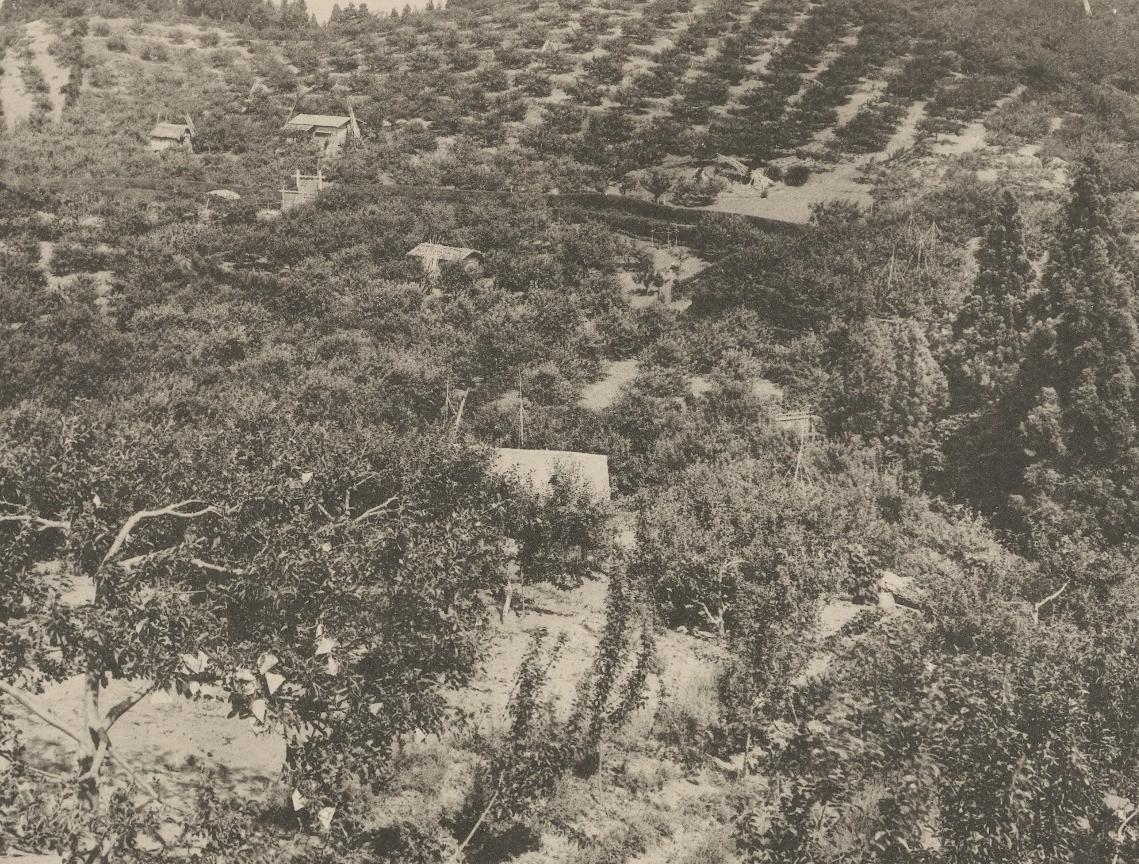 Workers among rows of apple trees in an orchard, Aomori Prefecture, 1915
