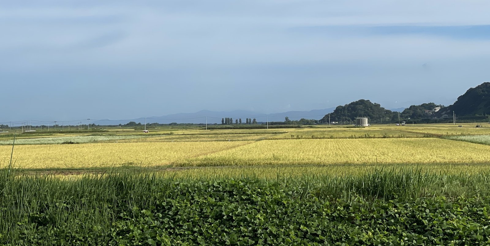 Rice fields turning gold under a wide blue sky, with green hills on the right and mountains on the horizon, Akita Prefecture