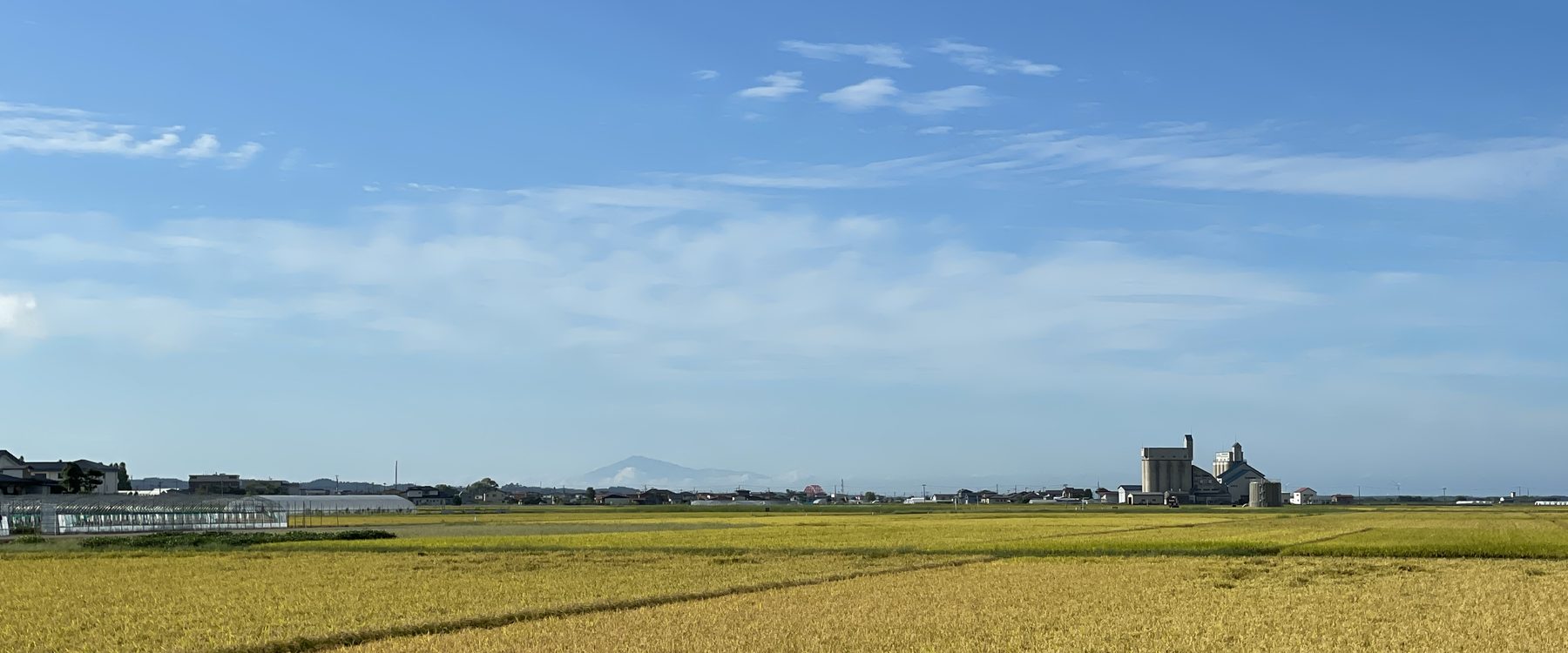 A wide field of golden rice ready for harvest under a blue sky, with a grain elevator and a distant mountain on the horizon