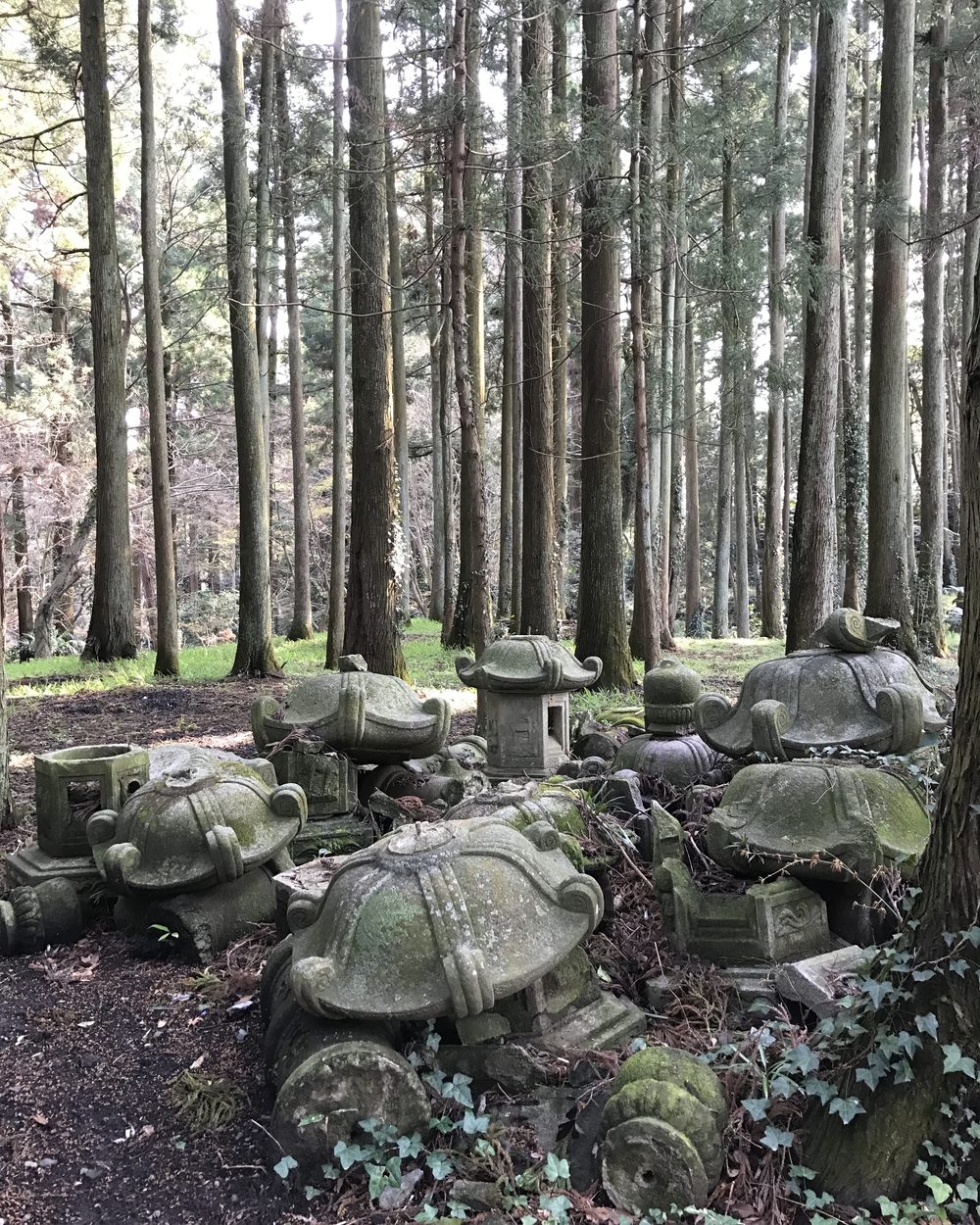 Old moss-covered stone lanterns gathered on the ground among cedar trees