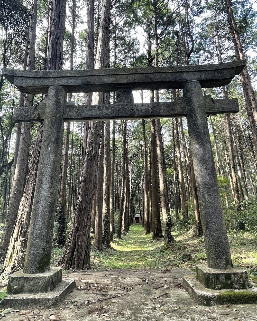 A weathered stone torii gate at the start of a mossy path through tall cedar trees