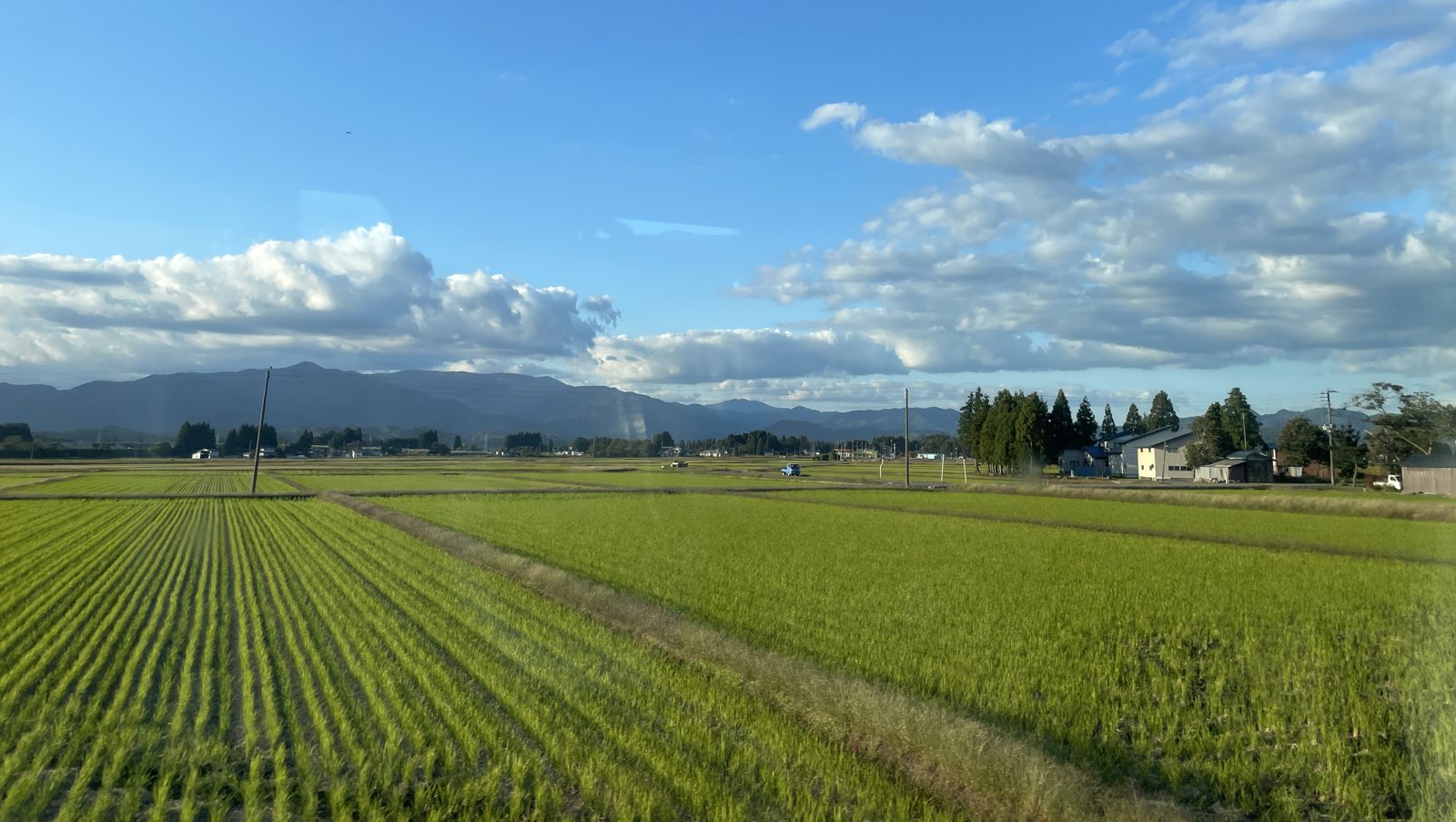 Green rice fields with farmhouses and a row of cedar trees, mountains behind, in Senboku District, Akita Prefecture