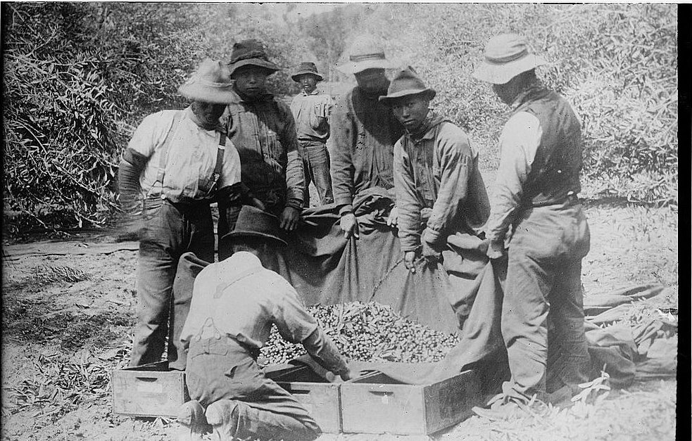 Japanese workers in hats gathering harvested fruit into wooden boxes on a farm in California